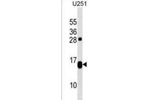 TP53TG1 Antibody (N-term) (ABIN1538902 and ABIN2838219) western blot analysis in  cell line lysates (35 μg/lane).