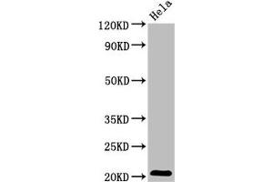 ARL1 antibody  (AA 2-181)