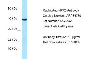 Image no. 1 for anti-Atrial Natriuretic Peptide Receptor 3 (NPR3) (Middle Region) antibody (ABIN2789945)
