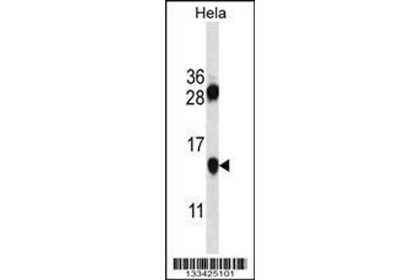 anti-PHD Finger Protein 5A (PHF5A) (AA 81-110), (C-Term) antibody