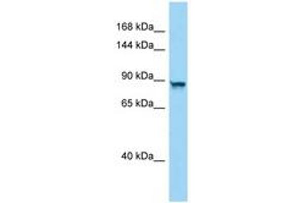 PPP4R4 antibody  (AA 670-719)
