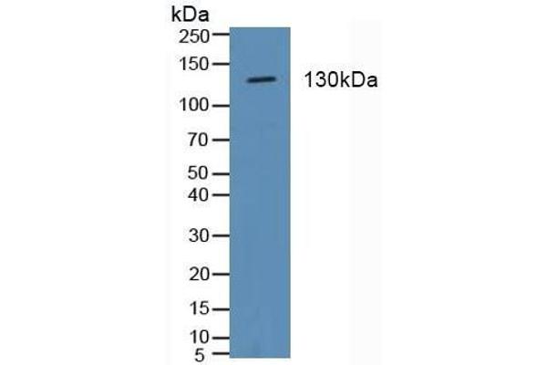 ITGA2 Antikörper  (AA 170-361)