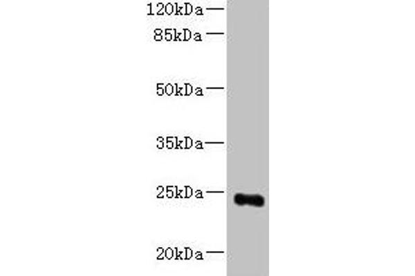 MED18 antibody  (AA 35-208)
