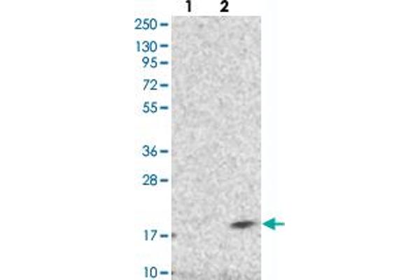 DPM3 antibody