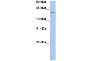 Image no. 1 for anti-Membrane Bound O-Acyltransferase Domain Containing 1 (MBOAT1) (N-Term) antibody (ABIN2783413)