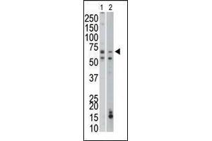 Image no. 3 for anti-phosphoenolpyruvate Carboxykinase 1 (Soluble) (PCK1) (AA 592-622), (C-Term) antibody (ABIN1882180)
