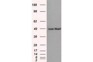 Image no. 3 for anti-LEM Domain Containing 3 (LEMD3) antibody (ABIN2724624)