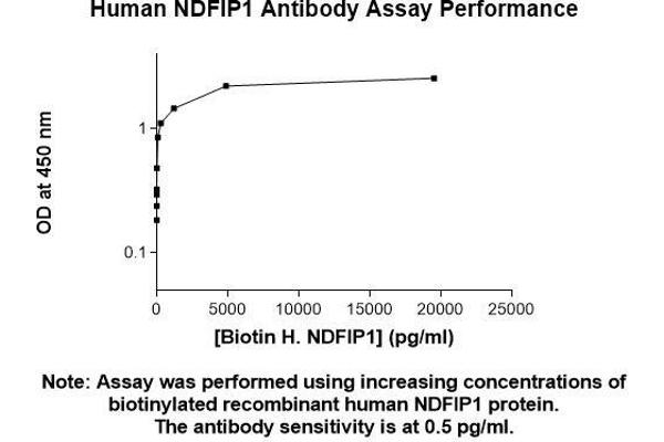 NDFIP1 Antikörper  (AA 1-116)