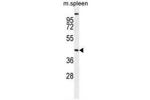 Image no. 2 for anti-serine/threonine Kinase 32A (STK32A) (AA 1-30), (N-Term) antibody (ABIN954981)