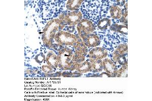 Image no. 1 for anti-TBP-Like 1 (TBPL1) (Middle Region) antibody (ABIN2776432)