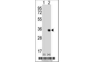 Image no. 3 for anti-serine/threonine Kinase 16 (STK16) (AA 257-286), (C-Term) antibody (ABIN391357)