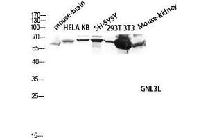 Image no. 4 for anti-Guanine Nucleotide Binding Protein-Like 3 (Nucleolar)-Like (GNL3L) (Internal Region) antibody (ABIN3184819)