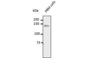 CD31 anticorps  (C-Term)