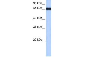 Image no. 1 for anti-Zinc Finger Protein 14 Homolog (ZFP14) (N-Term) antibody (ABIN2784543)