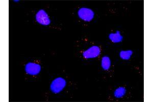 Image no. 2 for anti-V-Myb Myeloblastosis Viral Oncogene Homolog (Avian)-Like 2 (MYBL2) (AA 1-700) antibody (ABIN518122)