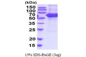 Carboxylesterase 1D (CES1D) (AA 19-565) (Active) protein (His tag)