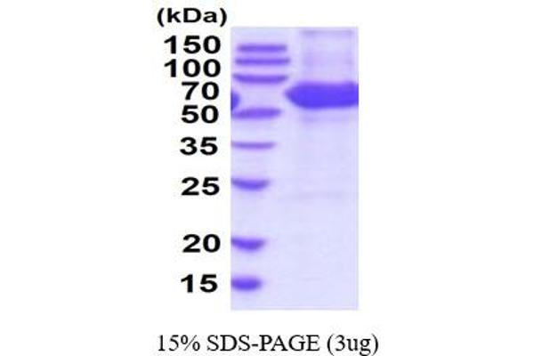 Carboxylesterase 1D (CES1D) (AA 19-565) (Active) protein (His tag)