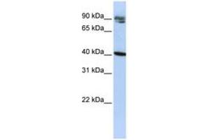 Image no. 1 for anti-Kelch Domain Containing 8A (KLHDC8A) (C-Term) antibody (ABIN6740699)