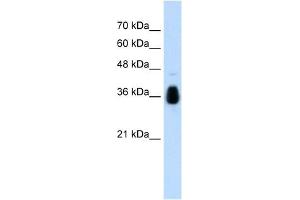 Image no. 1 for anti-Makorin Ring Finger Protein 1 (MKRN1) (C-Term) antibody (ABIN629792)