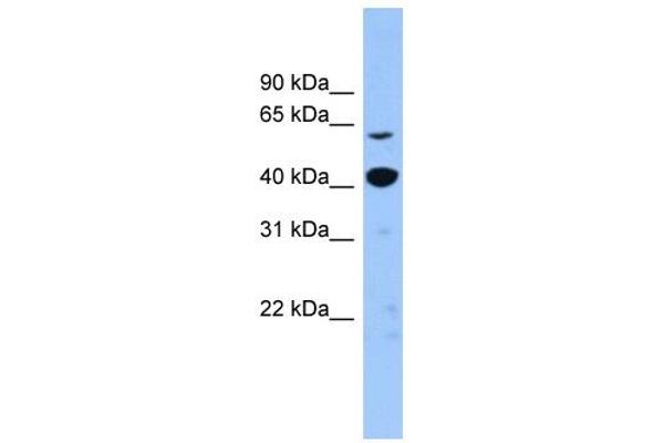 anti-Zinc Finger Protein 883 (ZNF883) (N-Term) antibody