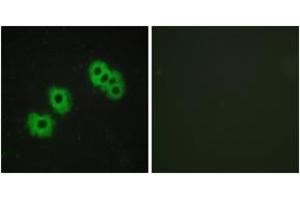 Image no. 2 for anti-Purinergic Receptor P2Y, G-Protein Coupled, 14 (P2RY14) (AA 146-195) antibody (ABIN1535620)
