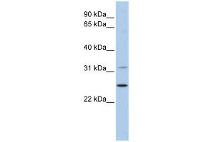 Image no. 1 for anti-Dehydrogenase/reductase (SDR Family) Member 1 (DHRS1) (N-Term) antibody (ABIN2785011)