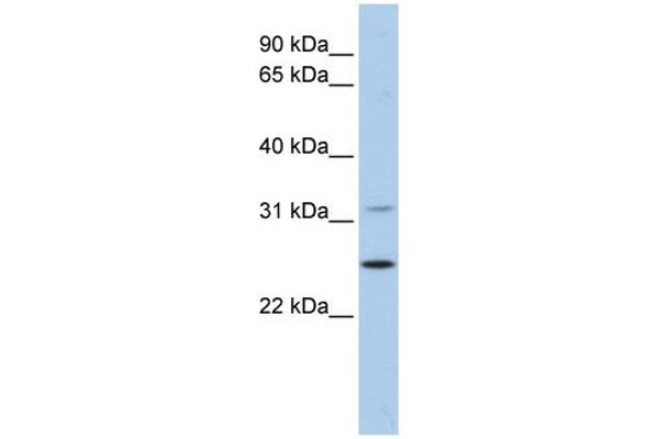 DHRS1 抗体  (N-Term)