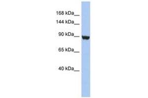 Image no. 1 for anti-Potassium Voltage-Gated Channel, Subfamily H (Eag-Related), Member 6 (KCNH6) (AA 827-876) antibody (ABIN6742566)