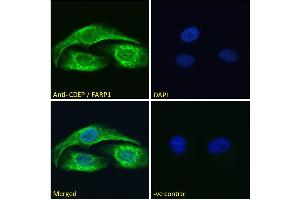Image no. 1 for anti-FERM, RhoGEF (ARHGEF) and Pleckstrin Domain Protein 1 (Chondrocyte-Derived) (FARP1) (N-Term) antibody (ABIN185104)