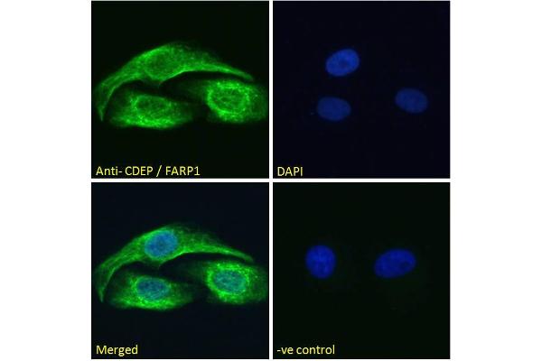 anti-FERM, RhoGEF (ARHGEF) and Pleckstrin Domain Protein 1 (Chondrocyte-Derived) (FARP1) (N-Term) antibody