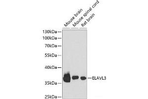 HuC/ELAVL3 抗体