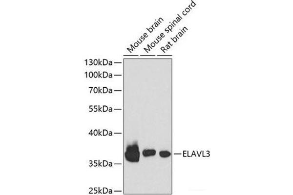 HuC/ELAVL3 Antikörper