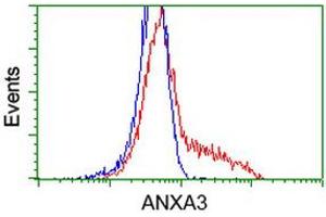Image no. 6 for anti-Annexin A3 (ANXA3) antibody (ABIN1496642)