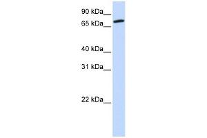 Image no. 1 for anti-Component of Oligomeric Golgi Complex 4 (COG4) (Middle Region) antibody (ABIN631569)