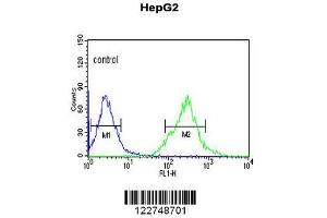 Image no. 2 for anti-Arylformamidase (AFMID) (AA 57-83), (N-Term) antibody (ABIN653122)