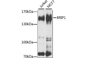 Image no. 1 for anti-BRCA1 Interacting Protein C-terminal Helicase 1 (BRIP1) antibody (ABIN6570721)