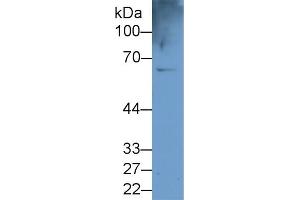 CES1 Antikörper  (AA 18-299)
