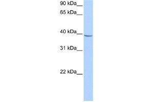 Image no. 1 for anti-Nudix (Nucleoside Diphosphate Linked Moiety X)-Type Motif 17 (NUDT17) (Middle Region) antibody (ABIN2783398)