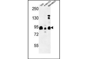 Image no. 1 for anti-SH3-Domain GRB2-Like (Endophilin) Interacting Protein 1 (SGIP1) (AA 1-30), (N-Term) antibody (ABIN954777)