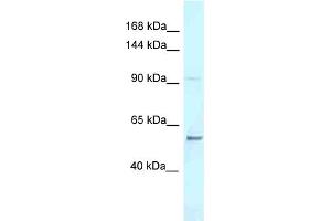 Image no. 1 for anti-AF4/FMR2 Family, Member 3 (AFF3) (C-Term) antibody (ABIN2780415)