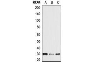 Image no. 1 for anti-Neurexophilin 2 (NXPH2) (Center) antibody (ABIN2706725)