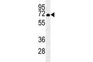 Image no. 1 for anti-Heat Shock 70kDa Protein 1A (HSPA1A) (AA 574-600) antibody (ABIN3031153)