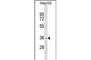 DHRS1 Antibody (Center) (ABIN1537974 and ABIN2849393) western blot analysis in HepG2 cell line lysates (35 μg/lane).