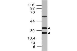 Image no. 1 for anti-C-Type Lectin Domain Family 12, Member A (CLEC12A) (AA 150-250) antibody (ABIN5027114)
