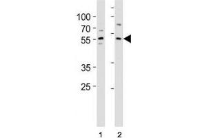 KLF4 antibody western blot analysis in (1) A431 and (2) MCF-7 lysate.