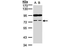 FSD2 antibody  (N-Term)