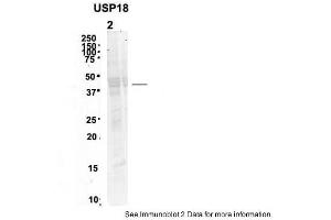 Image no. 1 for anti-Ubiquitin Specific Peptidase 18 (USP18) (N-Term) antibody (ABIN2782561)