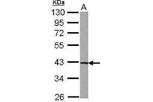 WB Image Sample (30 ug of whole cell lysate) A: U87-MG 10% SDS PAGE antibody diluted at 1:1000