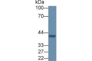 VEGFD anticorps  (AA 89-354)