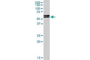 Image no. 2 for anti-TATA Box Binding Protein (TBP)-Associated Factor, RNA Polymerase I, A, 48kDa (TAF1A) (AA 1-450) antibody (ABIN522449)